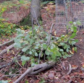 Brash-pile-on-stool.October-2014.OPT