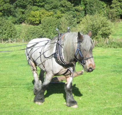 Elza---the-star-of-the-show.OPT