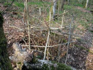 Proetcted-hazel-with-trimmings,OPT