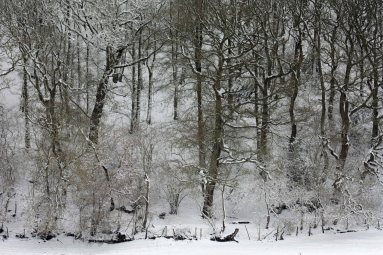 Quillet in the snow OPT