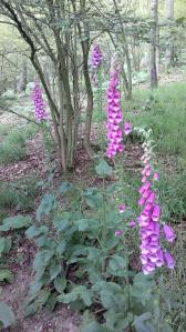 Foxgloves