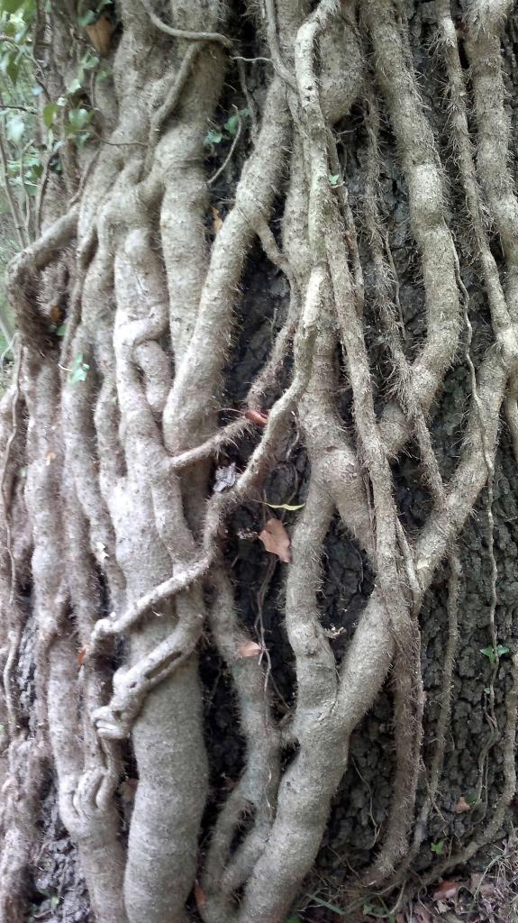 Ivy trunks