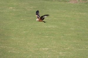 Red Kites often nest in Brineddin Wood